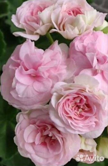 Пеларгония герань сортовая