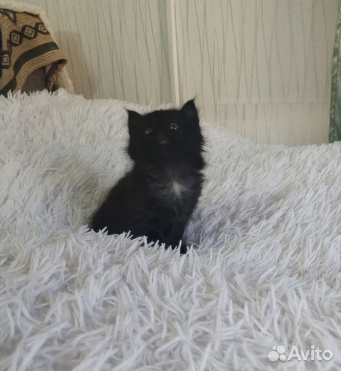 Черный котенок