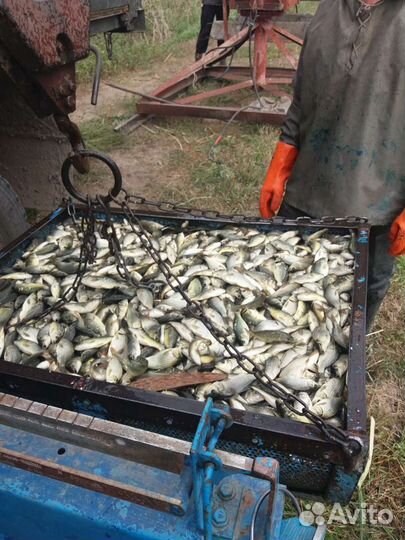 Малек карпа