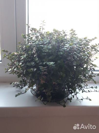 Каллизия
