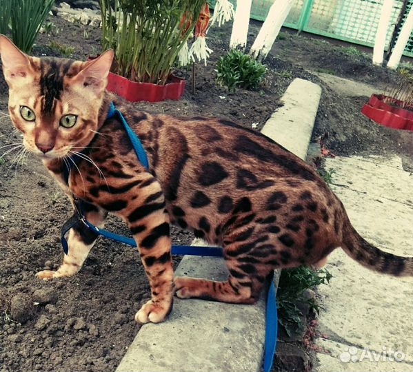 Бенгальская