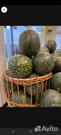 Зимниий Арбуз (Черный Принц),Холодок