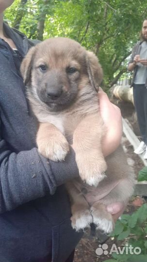 Собаки бесплатно