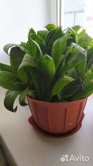 Комнатные растения