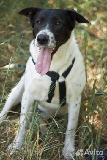 Что еще для счастья надо