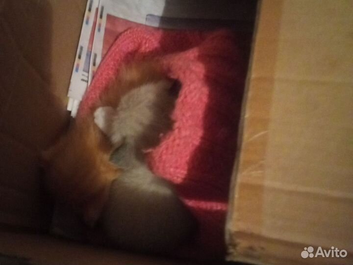 Котята в дар