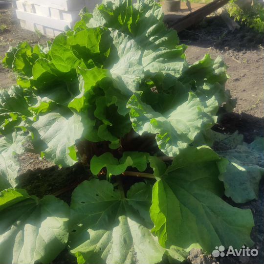 Ревень черешки