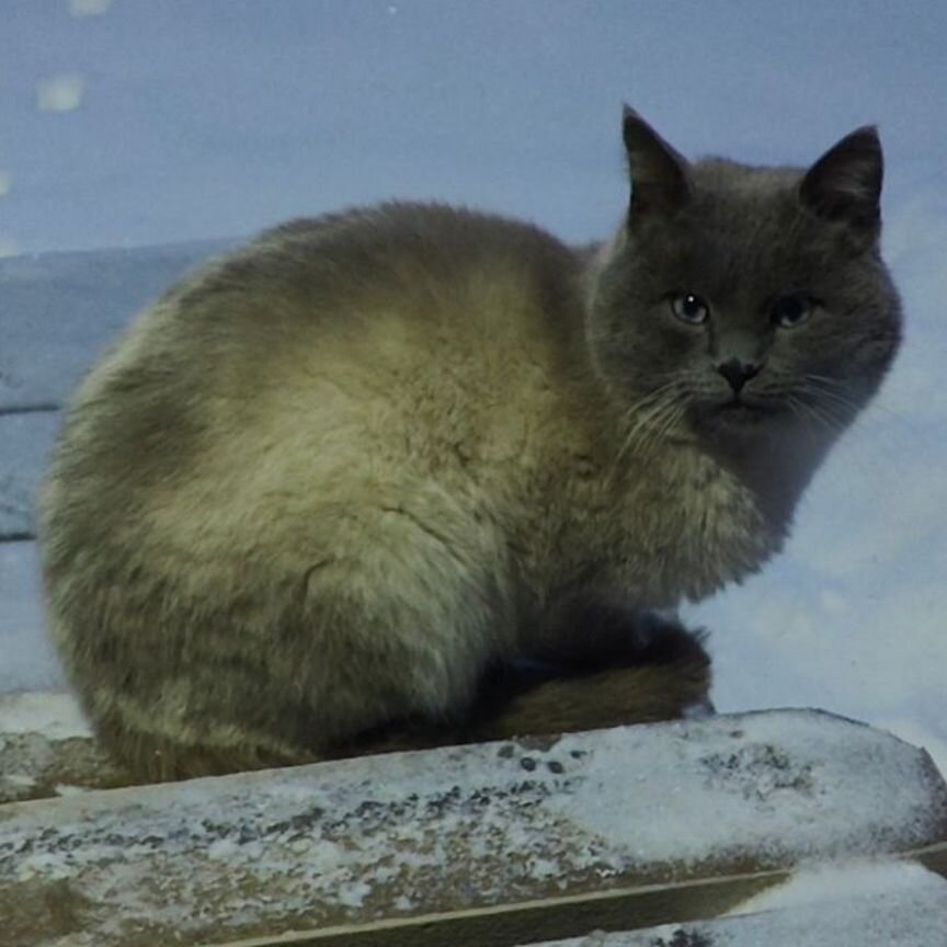 Тайский кот в добрые руки