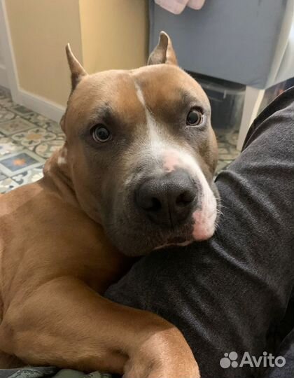 Вязка собак амстафф