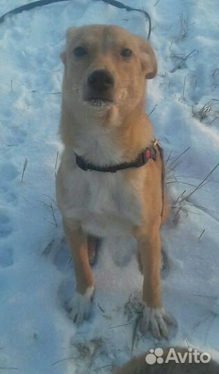 Золото рыжее