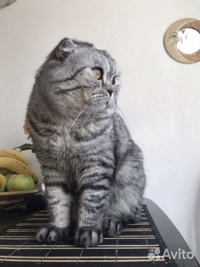 Зрелый и опытный кот на вязку