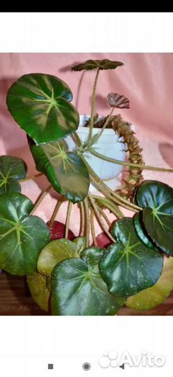 Детки бальзамина,бегонии,сансевиерия, пиперомия