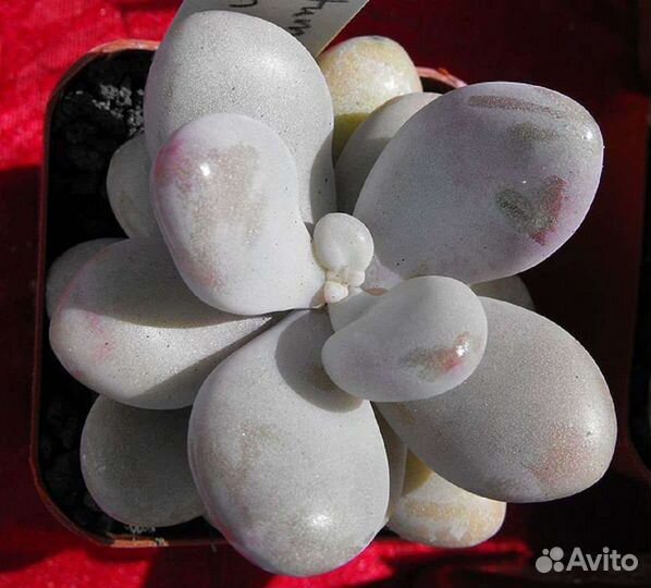 Пахифитум овиферум