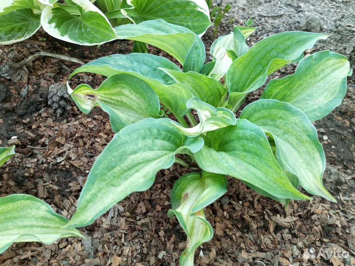 Хоста Призрачный дух