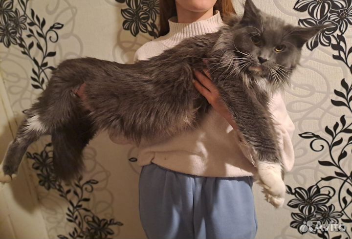 Котята мейн-кун