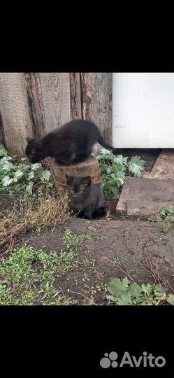 Домашние животные кошки
