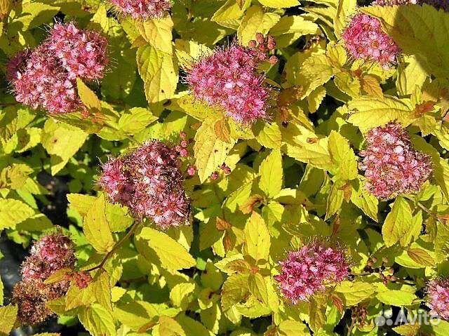 Декоративные кустарники