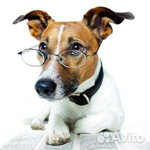 Выгульщик собак/Вожатый для выгула собак