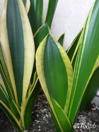 Сансевиерия сортовая Ханни Крео