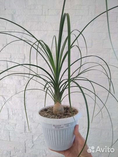 Бокарнея или Нолина