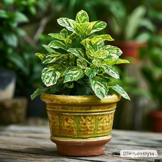 Мята сортовая