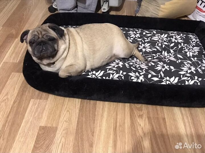 Передержка для собак и кошек