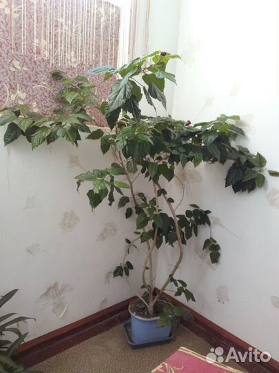 Цветы домашние в горшках - китайская роза (гибиску