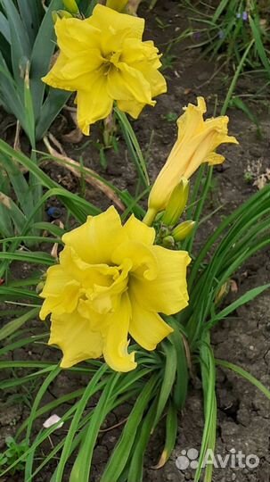 Лилейники, разные сорта