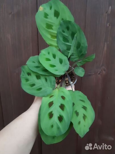 Маранты