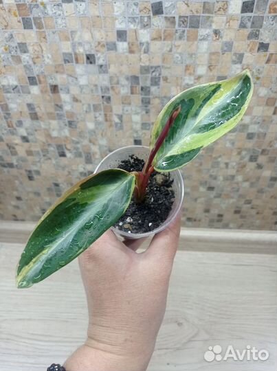 Строманта Хортиколор