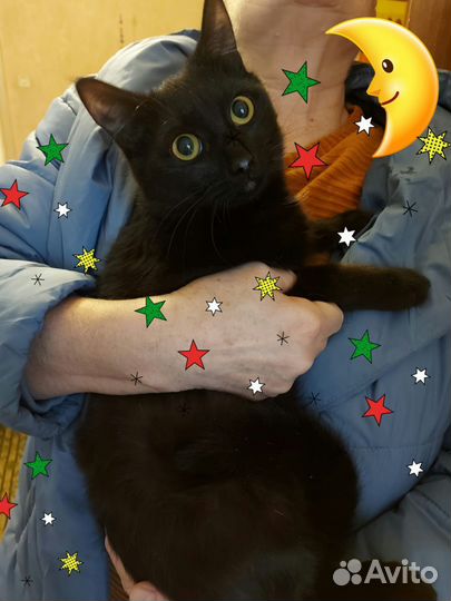 Кошки в добрые руки