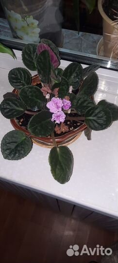 Комнатные растения