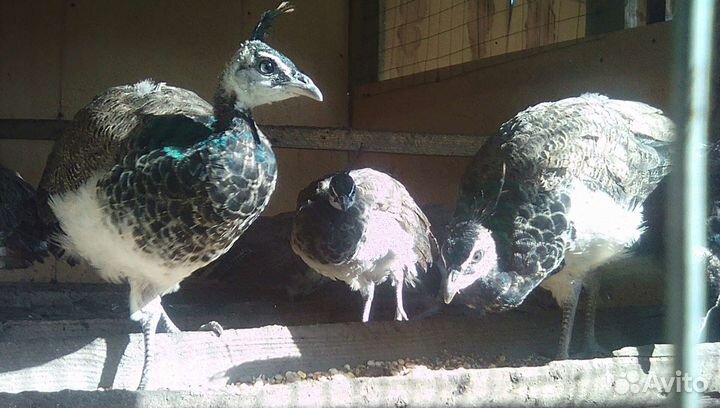 Фазаны,павлины, утки