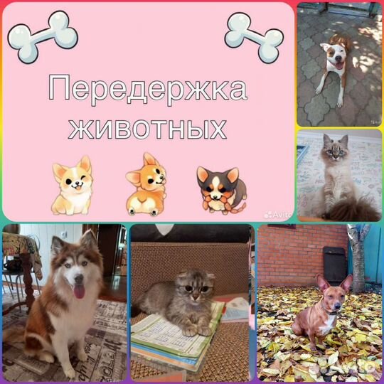 Передержка/Зооняня