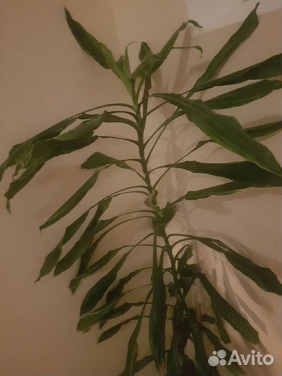 Драцена душистая большая от 1,6 м