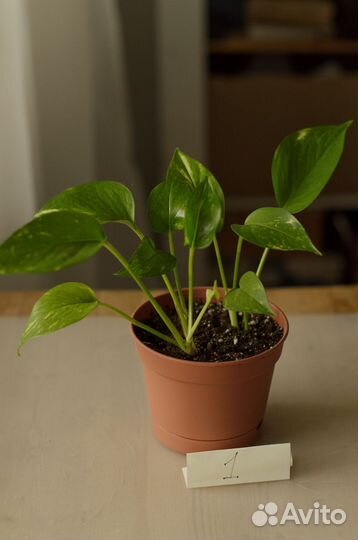 Эпипремнум золотистый