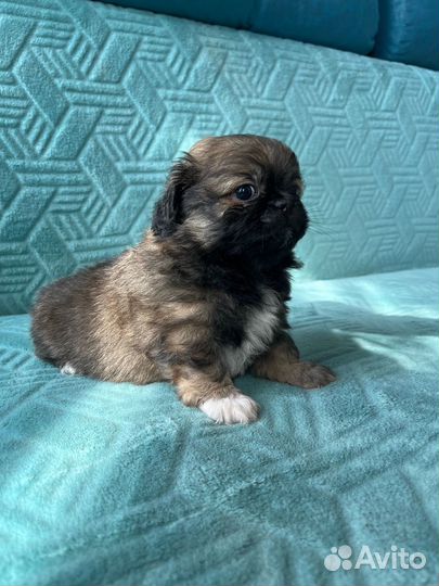 Щенки пекинеса