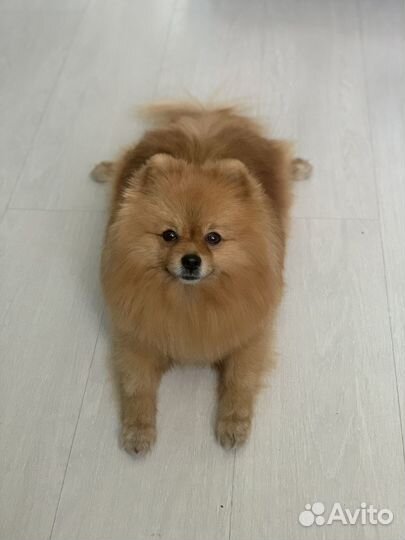 Вязка Померанский Шпиц кобель