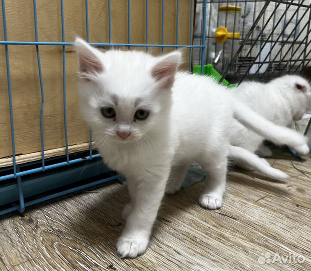 Шотландские прямоухие котята