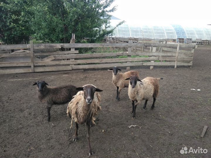 Овцы,ягнята