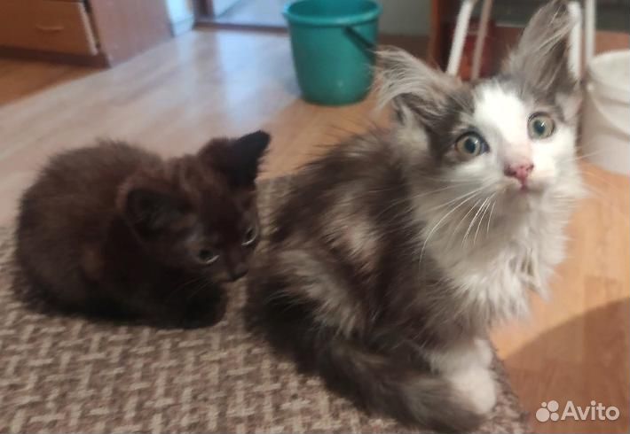 Отдам котят