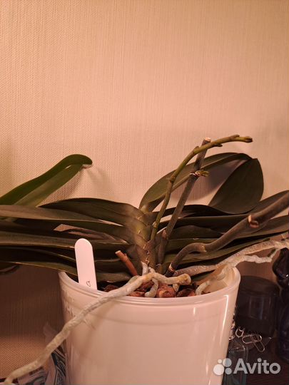 Орхидея фаленопсис Паприка бабочка