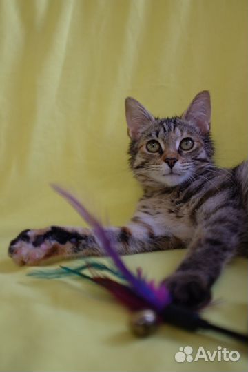 Красивый котенок в добрые руки