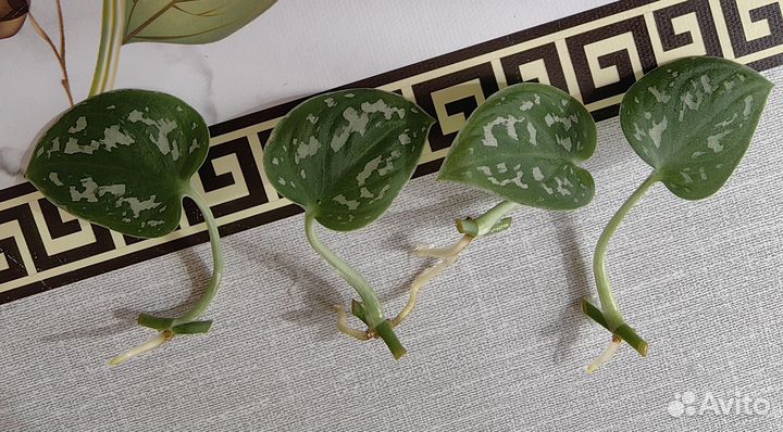 Сциндапсус