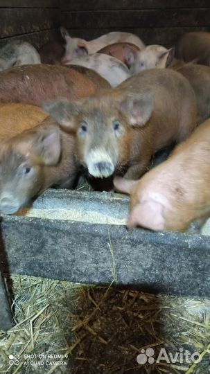 Кабанчики 2 мес