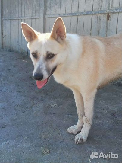 Собака в добрые руки отдам бесплатно