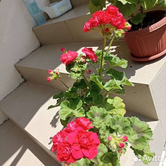 Герань Пак Вива Розита