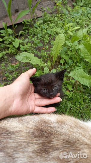 Кошка в дар бесплатно