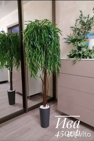 Деревья и зелень для интерьера