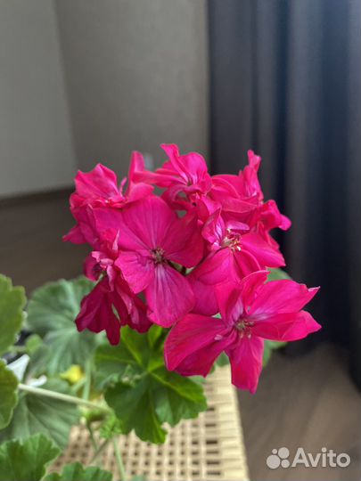 Пеларгония (герань)